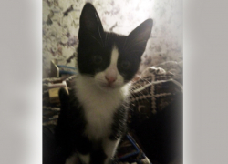 Хозяйка Сталкера рассказала подробности спасения котенка и поблагодарила неравнодушных горожан