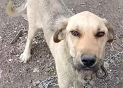 Волонтеры из Шахт показали собаку, спасенную в поселке Таловый