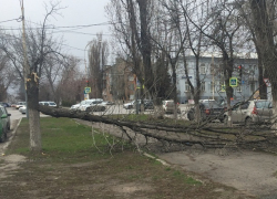 Порывы ветра в Шахтах сносят заборы и валят деревья прямо на припаркованные машины