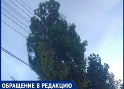 Шахтинцы боятся дерево-убийцу, которое качается на проводах