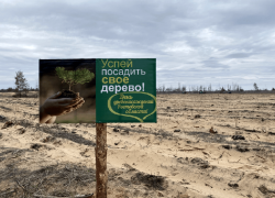 В парках и скверах высадят более тысячи деревьев и кустарников