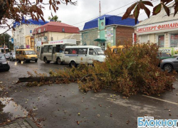 В центре города Шахты на проезжую часть рухнул каштан