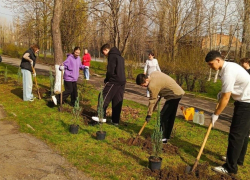 Возле школы №22 высадили саженцы можжевельника 