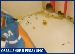 В соседнем с Шахтами Новошахтинске мыши атаковали гипермаркет «Магнит»