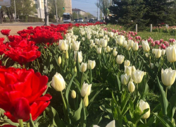 Появится новая цветочная традиция — День тюльпанонасаждения