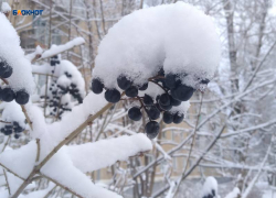 Зима продолжает радовать плюсовыми температурами
