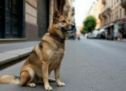 19 владельцев животных оштрафовали за самовыгул и шум в Шахтах