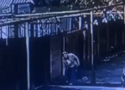 Женщина украла саженец ели у частного дома в Шахтах