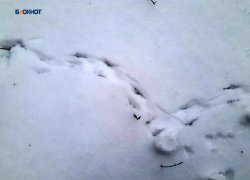 Днем, возможно, прояснится, но в целом будет пасмурно