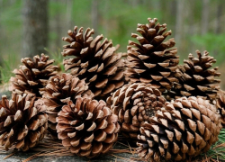 В Ростовской области собрано более 3 тысяч тонн шишек для восстановления лесов
