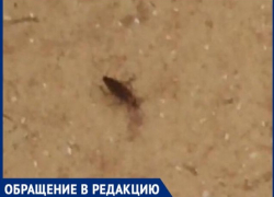 Тараканы хозяйничают в шахтинской больнице 