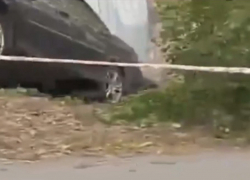 Автомобиль врезался в дерево на перекрёстке Карла Маркса и Ионова в Шахтах