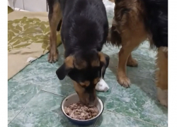 Волонтёры из Шахт спасают двух бездомных собак с серьезными травмами — маму и дочь