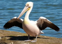 Замерзший пеликан с поврежденным крылом был привезен в "Малинки" под Шахтами