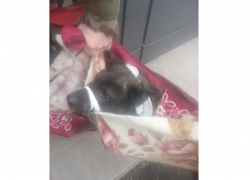 Волонтеры из Шахт рассказали о состоянии старого пса, которого сбили на Артемовском рынке