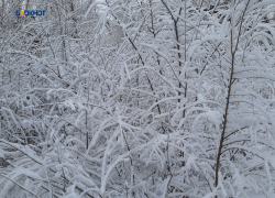 Сегодня ожидается снегопад