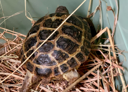 Две редкие черепахи переданы из Шахт в Ростовский зоопарк