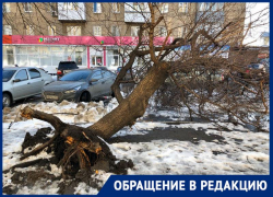 «Заедем - уберём!». Вопрос шахтинца об оборванных проводах и сломанных деревьях остается открытым