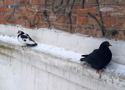 Синоптики обещают дождь со снегом