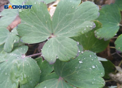 Ветер стихнет, но будет дождливо