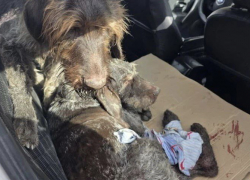 Две собаки пострадали в аварии в Шахтах