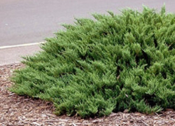 В Шахтах воры выкопали с улиц кусты можжевельника и молодые каштаны