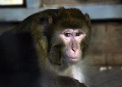 Риск заболеть оспой обезьян у шахтинцев повысился