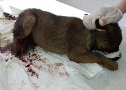 Живодеры в Шахтах оторвали 1,5-месяному щенку хвост и переломали лапы