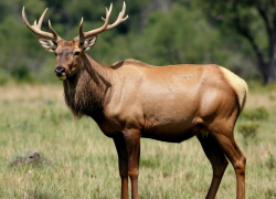 В Ростовской области подходит к концу сезон охоты на пушных и парнокопытных животных
