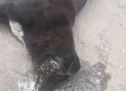 Волонтеры из Шахт борются за жизнь отравленной собаки