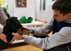 Щенка, которого детям подарил глава администрации, назвали Граф