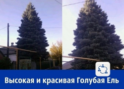 В Шахтах к Новому году продают огромную голубую ель