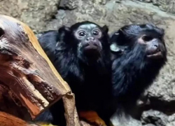 В парке «Лога» в Ростовской области показали подросших малышей-тамаринов