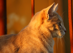 В четверг ветеринары приглашают на льготную стерилизацию животных