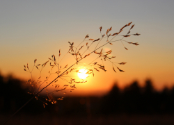 Аномалия или норма для юга: начало ноября порадует шахтинцев +18 градусами днем