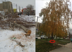 Незаконное уничтожение деревьев шахтинские власти не замечали почти месяц