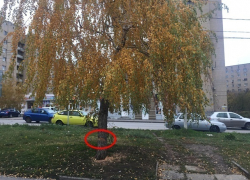 Шахтинцы скорбят по красавице-берёзе и прекрасному ореху, вырубленным в посёлке ХБК