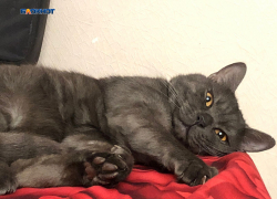 Акция льготной стерилизации кошек и собак продолжается