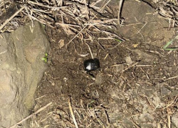 Наркодилерша задержана при попытке забрать крупную партию наркотиков 