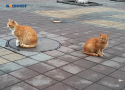 Столбики термометров на плюсовых значениях задержатся