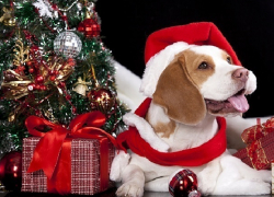 Новогодний календарь: в чем лучше шахтинцам встречать Год собаки