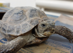 В Шахты везут спасать черепах из Оренбурга