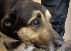 Волонтёры из Шахт спасают пса с тяжёлыми травмами лап