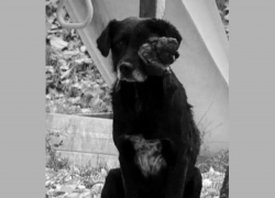 Волонтеры пытались спасти жизнь пса, но он не дожил до операции и скончался