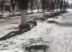 Спиленные на шахтинском «Арбате» ветки оставили лежать на тротуаре