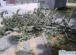В Шахтах сильный ветер повалил деревья