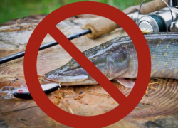 Шахтинцев предупреждают: на Дону под запретом вылов рыб 