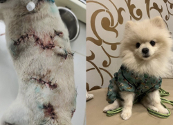 Волонтеры Шахт спасли шпица, которого бросили хозяева после нападения собак