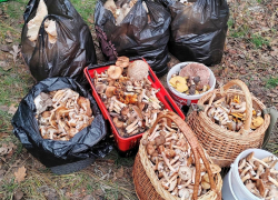 Шахтинцы установили рекорд по сбору грибов в Ростовской области