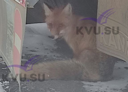 Раненую лису, сидящую под машиной, обнаружил житель Шахт